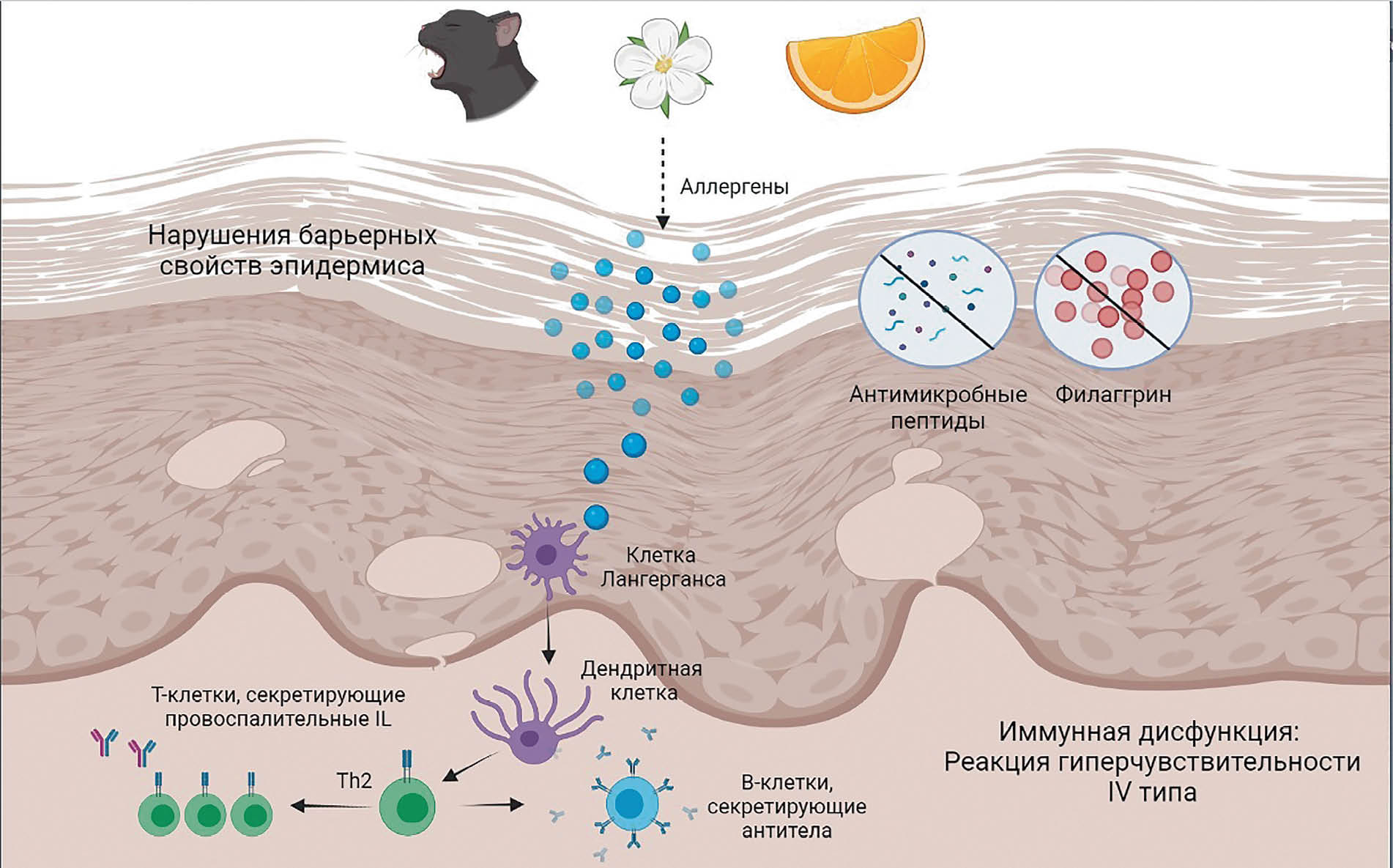 Normalization of the epidermal barrier as a method of pathogenetic therapy  of Atopic Dermatitis in children - Zaslavsky - Vestnik dermatologii i  venerologii